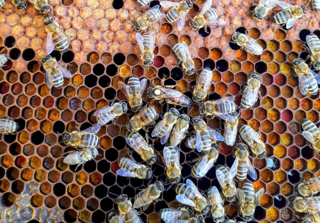 bee hive