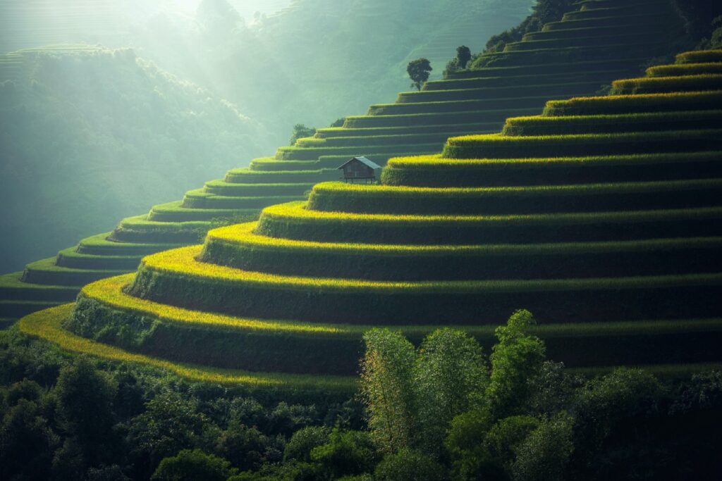 rice farms